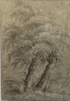 Study of Willow Trees