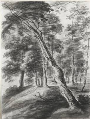 Forest Scene with Tree in the Foreground